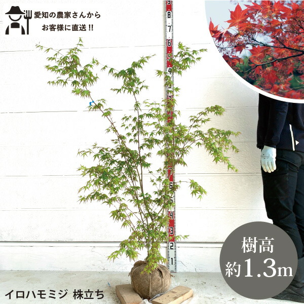 楽天市場】［生産者直送］イロハモミジ 株立ち 樹高約1.3m 送料無料