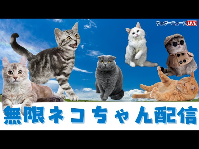 にゃんにゃんの日】無限ネコちゃん動画配信/2024.4.22(月) - YouTube