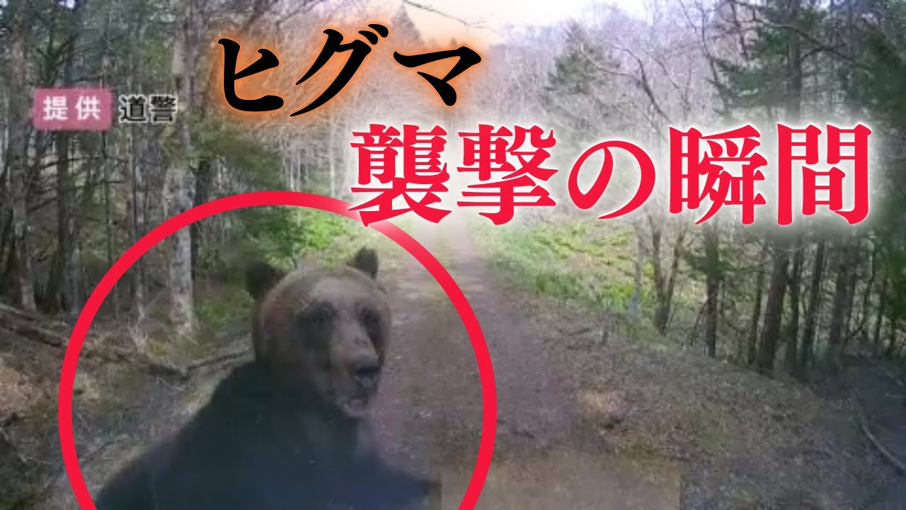 ヒグマの恐怖が】ドラレコに一部始終“クマ襲撃”の瞬間―男性2人乗った軽