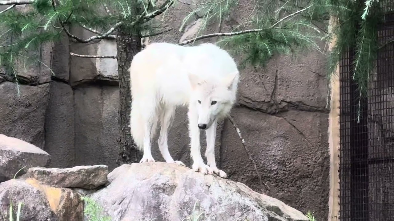 Mashiro-chan hops over the waterfall ♪ Arctic wolf at Nasu Animal