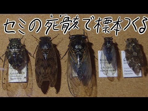 拾ったセミの死骸から昆虫標本を作る Way of making an insect