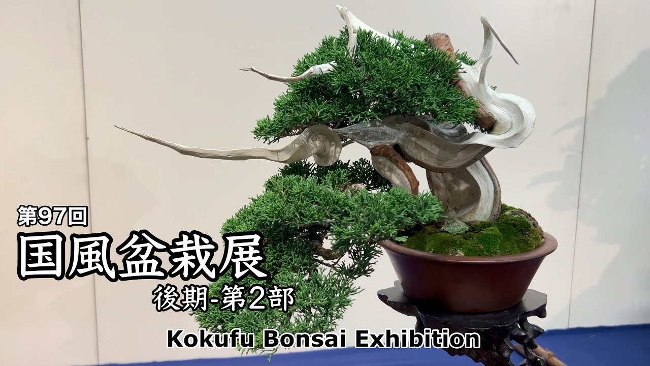 第97回 国風盆栽展 [後期-第2部]／The 97th Kokufu Bonsai Exhibition