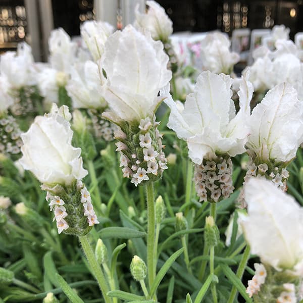 園芸ネット本店｜フレンチラベンダー(ストエカス系)：ラベラ ピュア