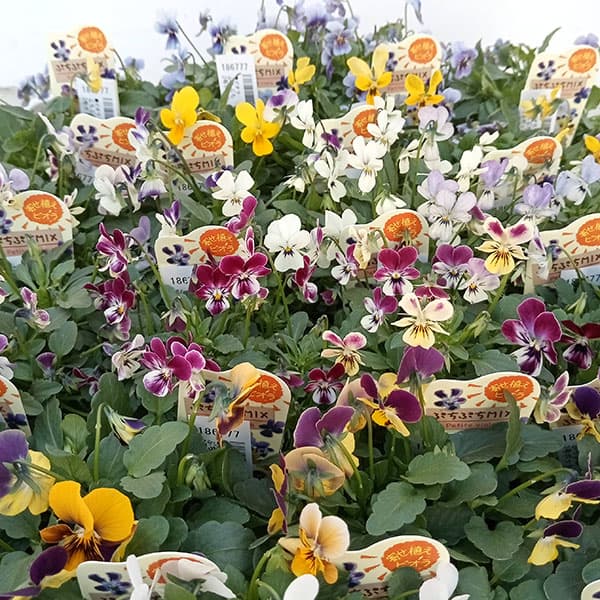 園芸ネット本店｜ビオラ：ぷちぷち3号ポット 3株セット の通販【公式】