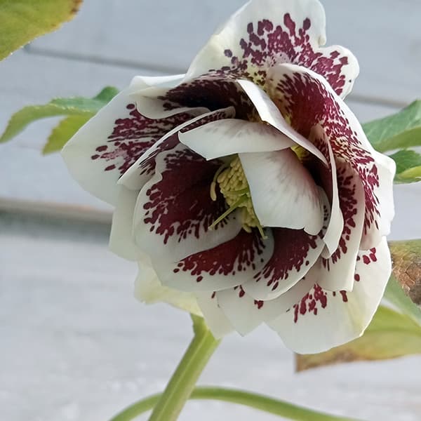 園芸ネット本店｜松村ナーセリーさんのクリスマスローズ：25-27ダブル