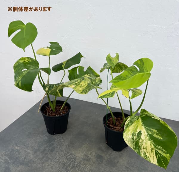 園芸ネット本店｜モンステラ：ボルシギアナオーレア（黄斑） 5号鉢植え