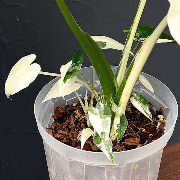 園芸ネット本店｜アロカシア：マクロリザ（クワズイモ）バリエガータ 5