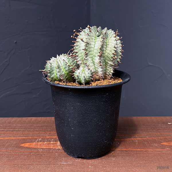 園芸ネット本店｜ユーフォルビア：ホリダ（実生セレクト株） 3.5号