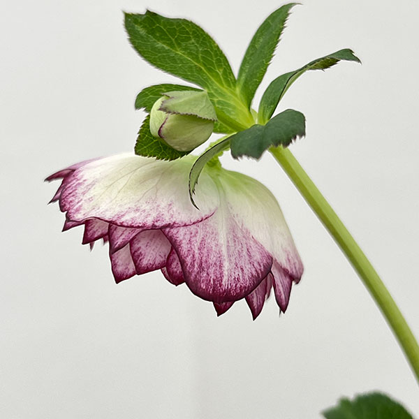 園芸ネット本店｜（わけあり特価）細川さんのクリスマスローズ：ダブル