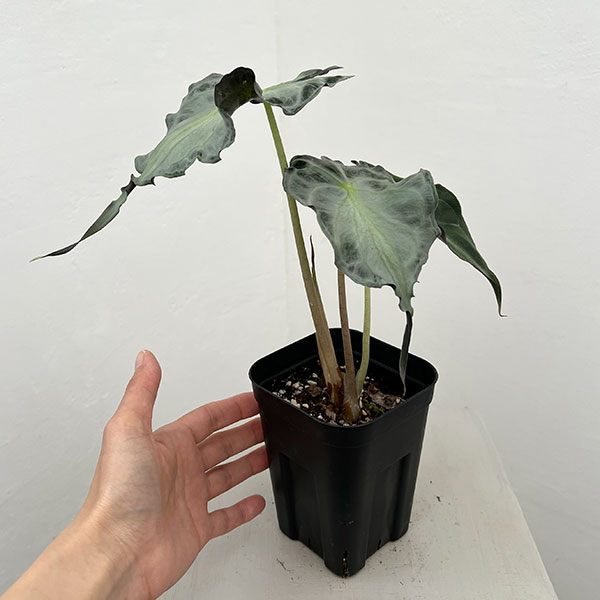 園芸ネット本店｜アロカシア：ヴェノム 3.5号ポット26-03 の通販【公式】