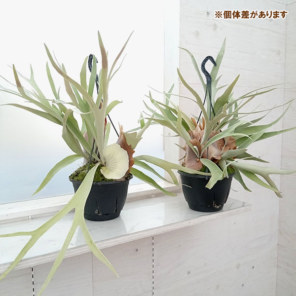 園芸ネット本店｜ビカクシダ（コウモリラン）：ベイチー 7号吊り鉢 の