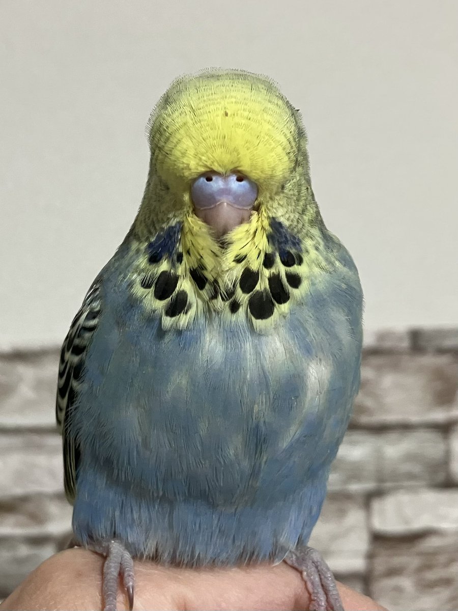 ジャンボセキセイインコ