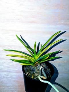 富貴蘭 必見!!極紅黄縞（極上柄！） - メルカリ