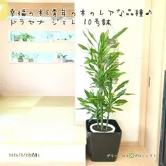 オリーブの木 イタリア製 テラコッタ鉢植え エルグレコ H120 - メルカリ