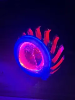 2026年最新】イカリング シグナスの人気アイテム - メルカリ