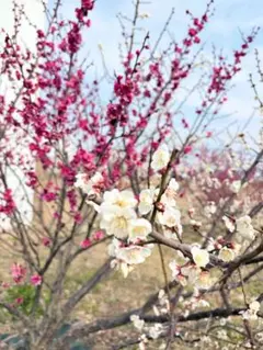 2026年最新】cb-ssc6の人気アイテム - メルカリ