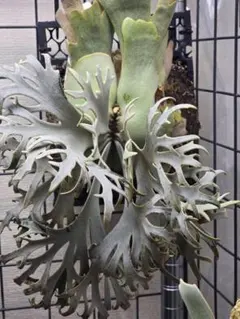 2026年最新】P.willinckii 'jenny'の人気アイテム - メルカリ